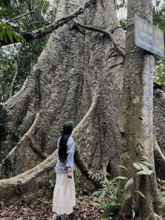 Check in cây Chò ngàn năm tuổi - Ảnh từ Quỳnh Chi