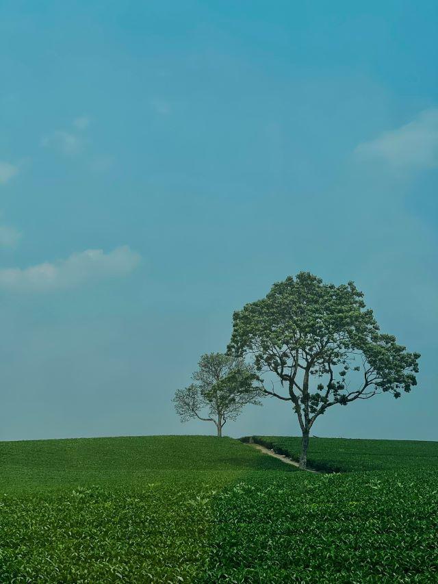 Đôi nét về Mộc Châu - Ảnh sưu tầm