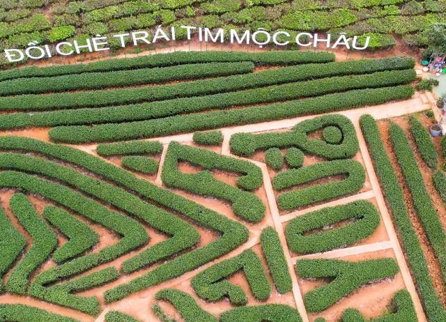 Ngắm nhìn và check in tại đồi chè trái tim Mộc Châu - Ảnh sưu tầm