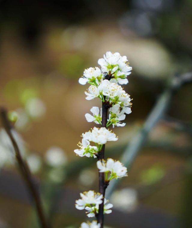 Thời điểm lý tưởng để du lịch Mộc Châu - Ảnh từ Gia Khánh