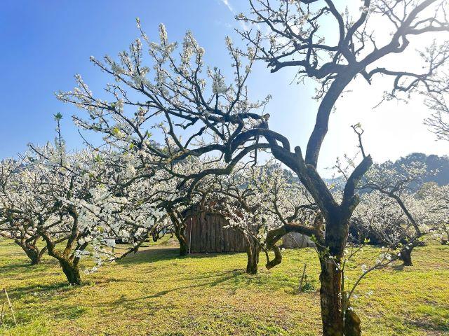 Thung lũng Mận Kha được phủ kín một màu trắng tinh khôi của hoa mận nở rộ, đẹp tựa chốn bồng lai - Ảnh từ Đỗ Hà