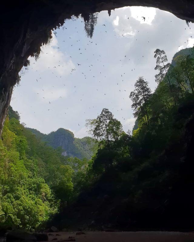 Hang Én - nơi trú ngụ của hàng ngàn con chim én - Ảnh sưu tầm