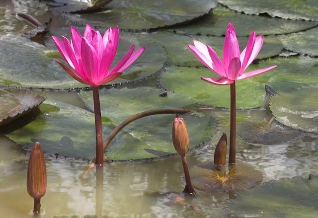 Thời điểm lý tưởng để khám phá Vườn quốc gia Tràm Chim - Ảnh sưu tầm