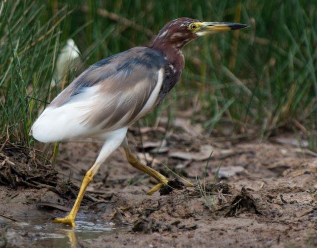 Hệ động vật ở Bidoup Núi Bà cũng khá là đa dạng, toàn những loài động vật, thú quý hiếm - Ảnh sưu tầm