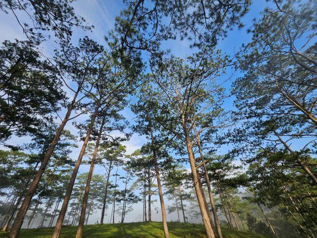 Vườn quốc gia Bidoup - Núi Bà: Khám phá kho tàng sinh thái hùng vĩ