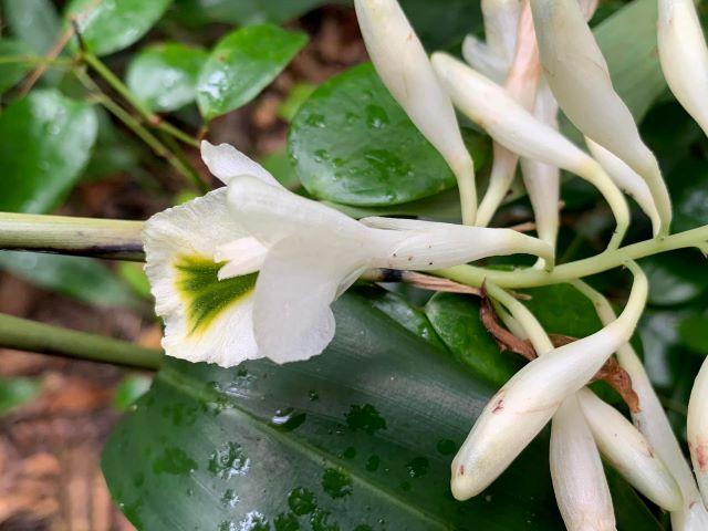 VQG Bidoup Núi Bà được mệnh danh là vương quốc lan rừng với khoảng 297-326 loài lan hoang dại - Ảnh sưu tầm