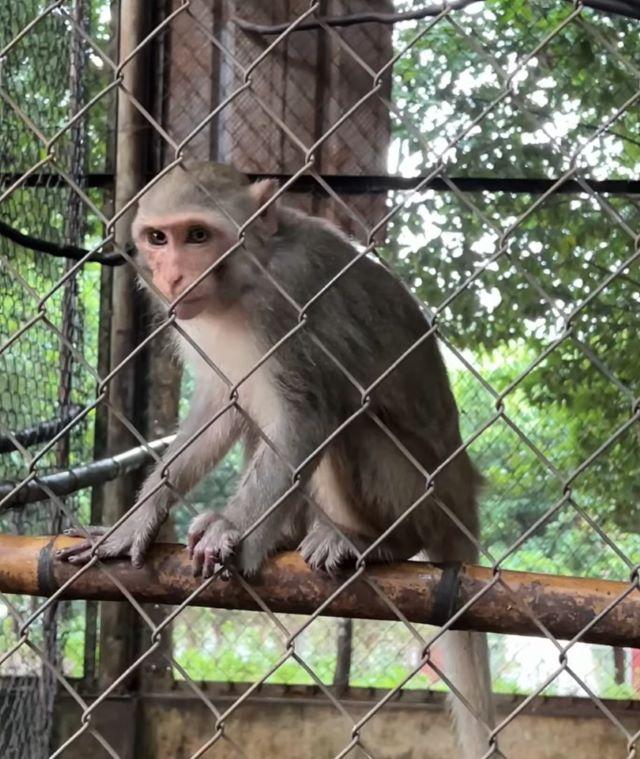 Vườn quốc gia Bù Gia Mập là nơi cư ngụ của 437 loài, trong đó có hơn 70 loài quý hiếm - Ảnh sưu tầm