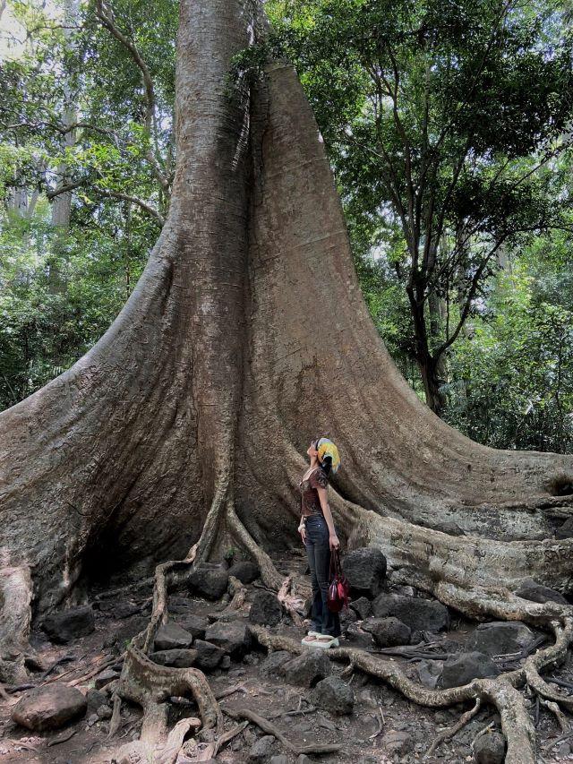 Cây Tung cổ thụ tại vườn quốc gia Cát Tiên - Ảnh từ N.T.Hồng. Hạnh