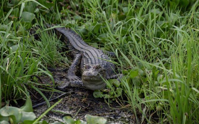 Khám phá Bàu Sấu – thế giới cá sấu giữa rừng già - Ảnh sưu tầm