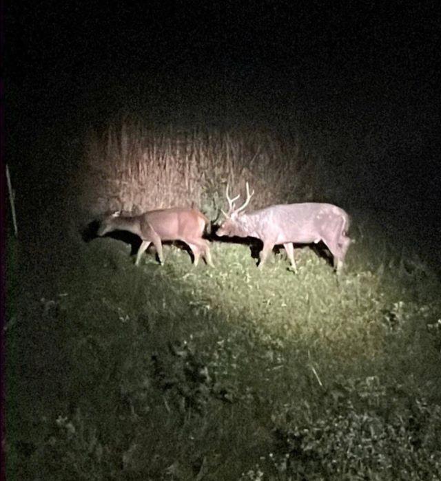 Trải nghiệm xem thú đên tại vườn quốc gia Cát Tiên - Ảnh từ Thu Ly