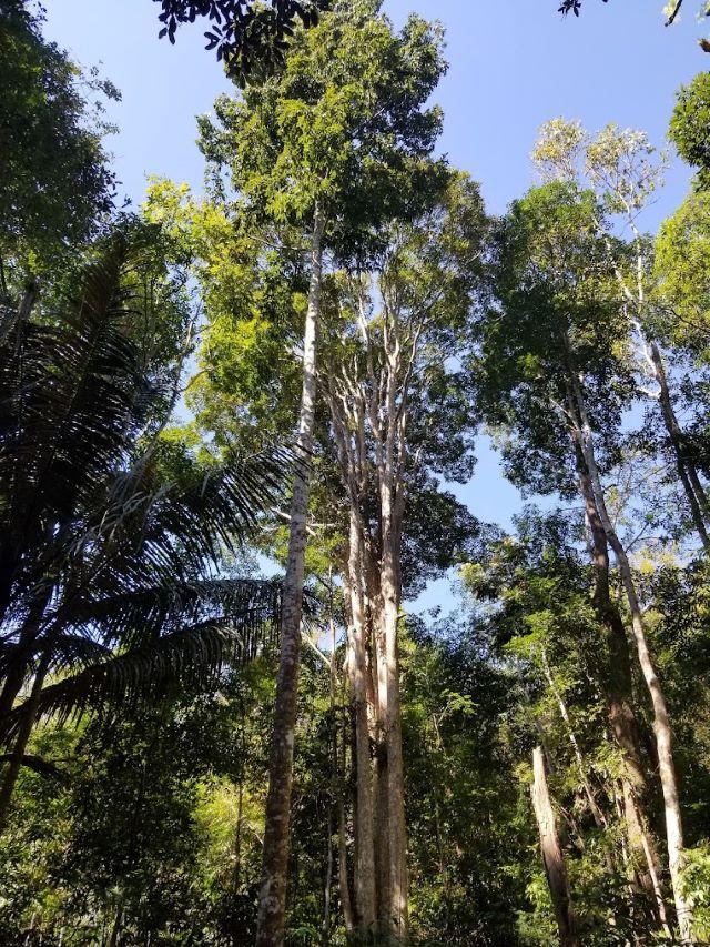 Hệ sinh thái rừng khộp Đắk Kan - Ảnh sưu tầm
