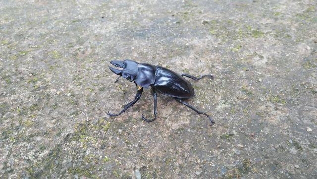 Khám phá hệ sinh thái phong phú với nhiều loài động thực vất lạ, quý hiếm