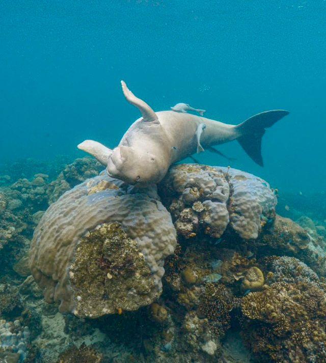 Trải nghiệm lặn biến ngắm san hô và hệ sinh thái biển ở VQG Côn Đảo - Ảnh sưu tầm