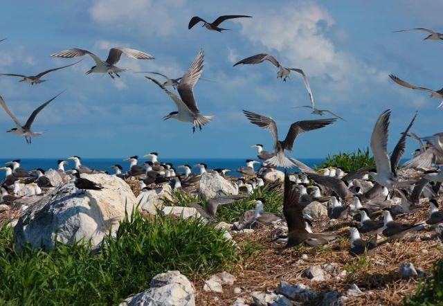Vườn quốc gia Côn Đảo với hệ sinh thái đa dạng và tài nguyên sinh vật quý hiếm - Ảnh sưu tầm