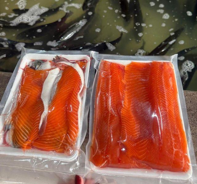 Cá hồi Sapa - Ảnh từ Gian Hân Vũ