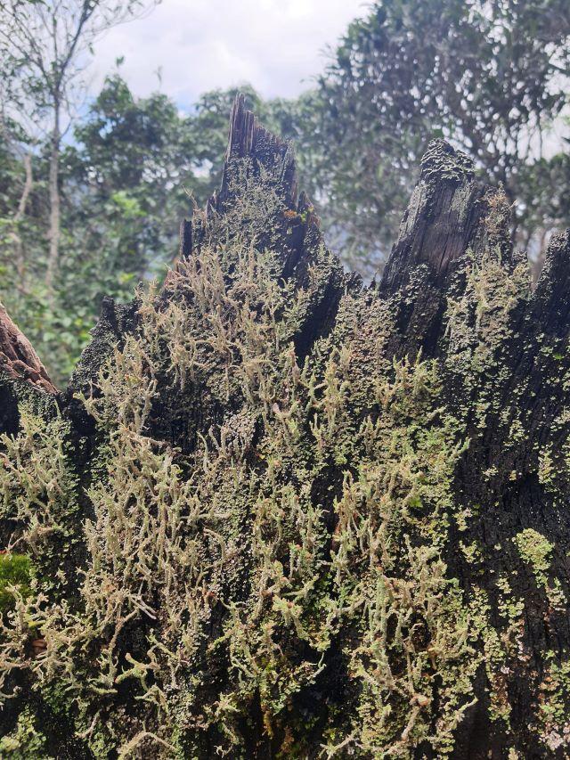 Khám phá hệ sinh thái rừng nguyên sinh ở VQG Kon Ka Kinh - Ảnh sưu tầm-1