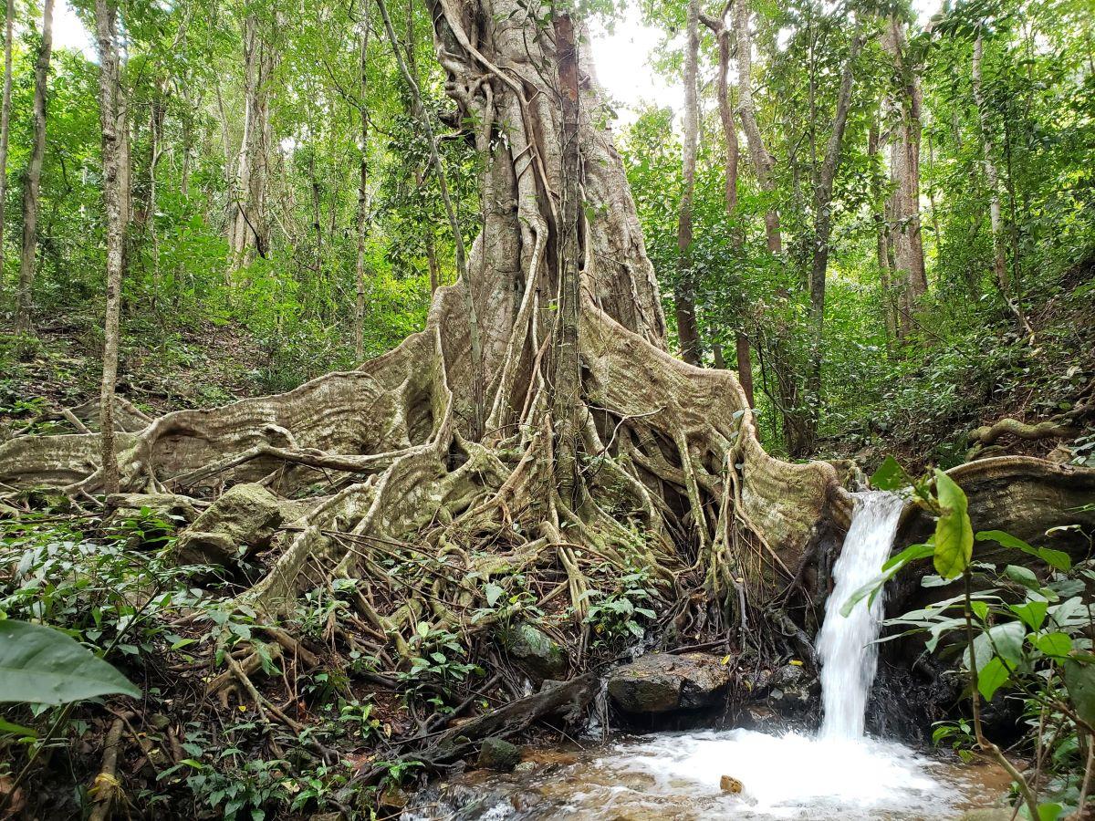 Vườn quốc gia Kon Ka Kinh: Khám phá "Nóc nhà của Gia Lai"