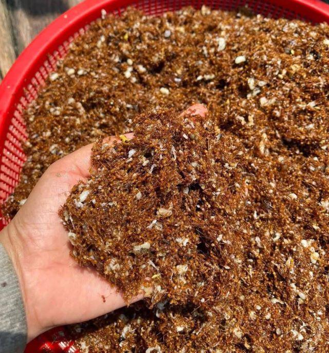 Muối kiến vàng - Đặc sản Tây Nguyên - Ảnh từ Trang Trần