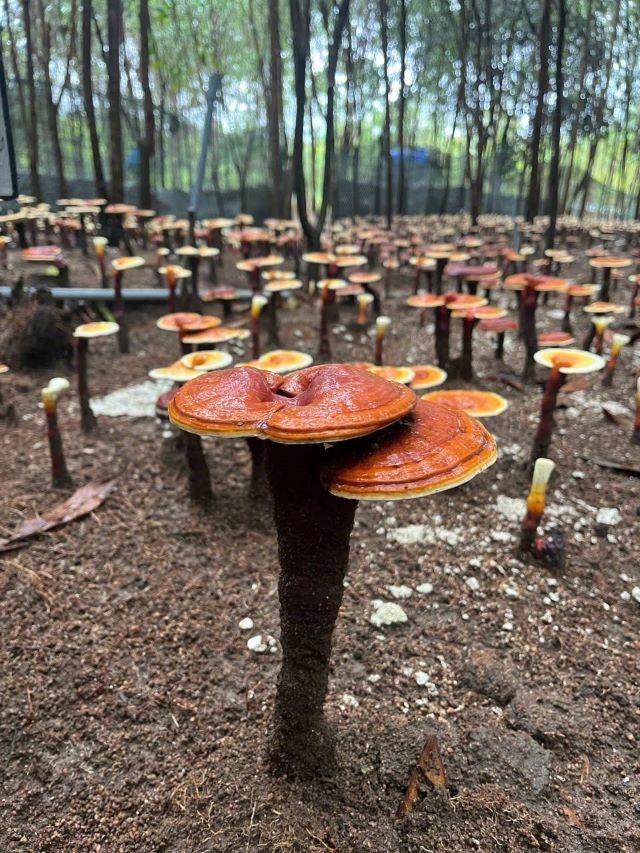 Tìm hiểu về nghề trồng trọt hữu cơ của người dân tại VQG Kon Ka Kinh - Ảnh sưu tầm