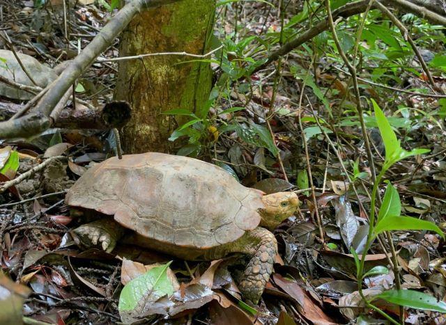 VQG Kon Ka Kinh có đa dạng các loại sinh vật - Ảnh sưu tầm