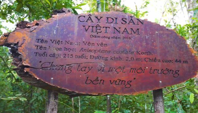 Khám phá và check in Cây di sản Việt Nam - Ảnh sưu tầm