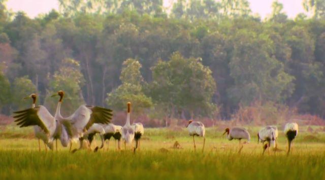 Vườn quốc gia Lò Gò - Xa Mát là nơi trú ngụ của một hệ động vật đa dạng và phong phú - Ảnh sưu tầm