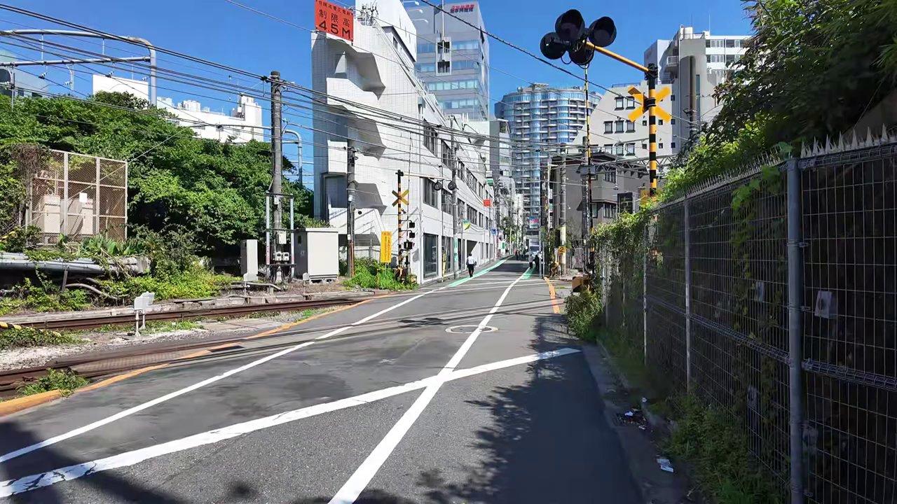 Shibuya Và Khoảnh Khắc Chó Đi Bộ Như Người: Chuyện Lạ Có Thật Ở Tokyo