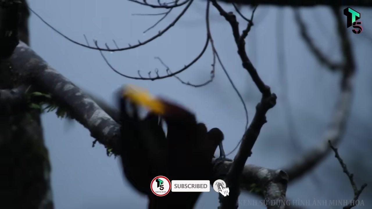 Kiến trúc sư tí hon: Khám phá thế giới tổ chim kỳ diệu khiến con người phải ngả mũ thán phục