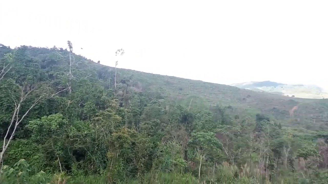 Đi Tìm Lạng Trong Rừng Mùa Mưa: Hành Trình Của Những Người Mê Rừng