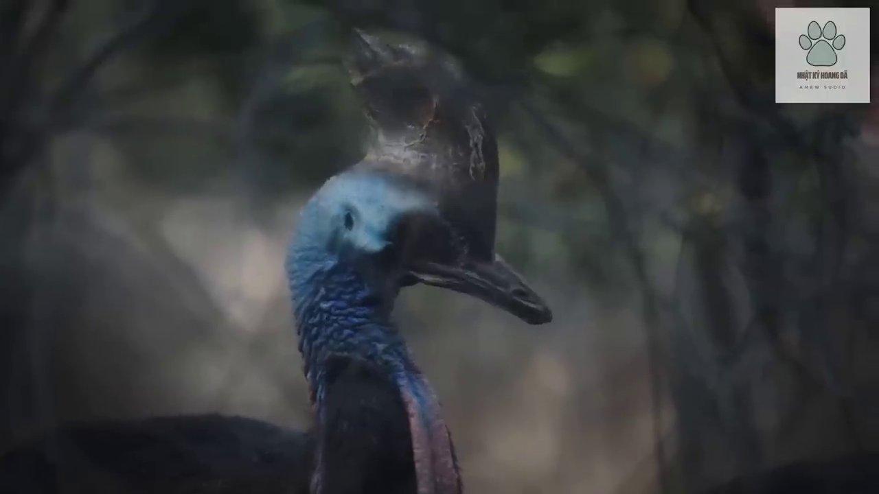 Chim đà điểu đầu mào phương Nam, loài chim nặng nhất Australia, đang kiếm ăn trong rừng.