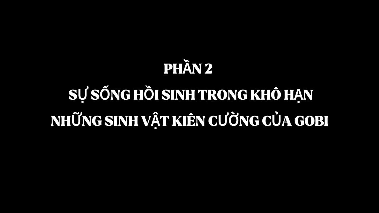 Thế giới động vật về đêm ở Gobi với linh dương Saiga và các loài gặm nhấm.