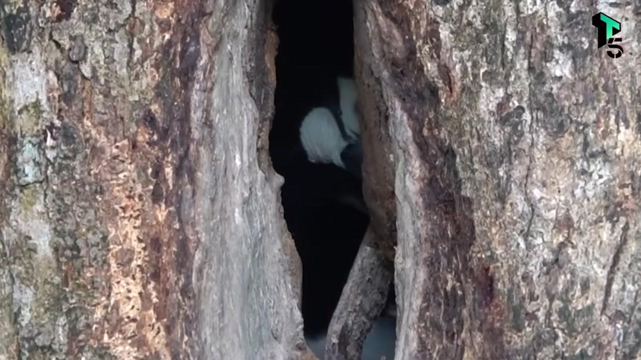 Minh họa tổ chim bồ câu màng lay với bức tường bùn bịt kín hốc cây, chỉ chừa một lối vào nhỏ.