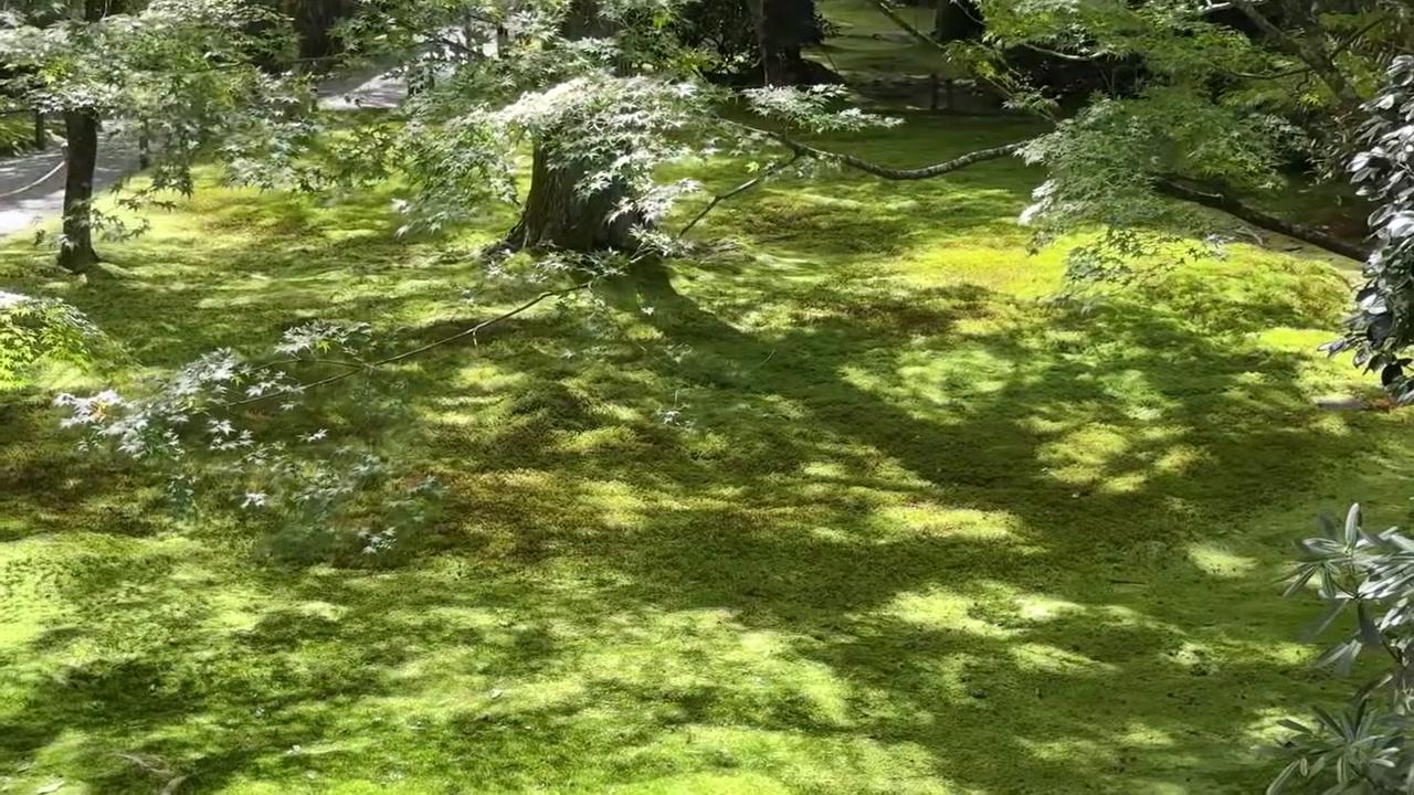 Bức tượng đá phủ rêu xanh đặt trên gốc cây, phía trước là chiếc bát nhỏ, tạo nên một khung cảnh thiền định giữa thiên nhiên.