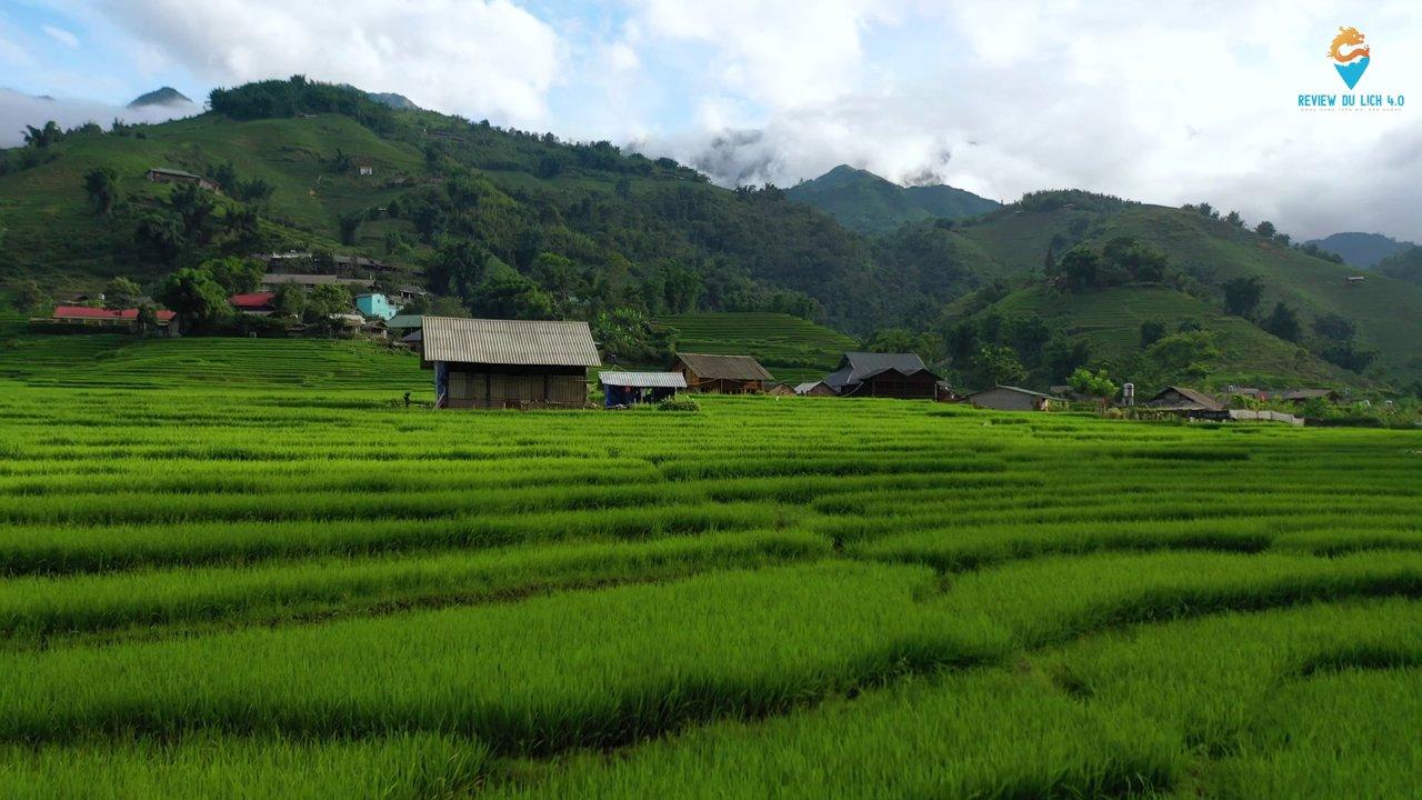 Cánh đồng hoa cải trắng tinh khôi bạt ngàn trên cao nguyên Mộc Châu.