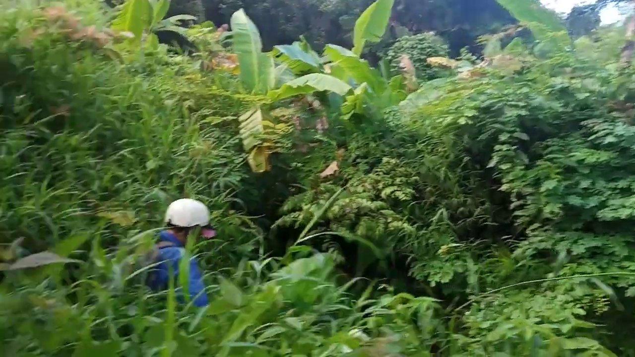 Một cây gỗ lớn đổ, phần vỏ đã mục nát, là nơi lý tưởng để lạng phát triển.