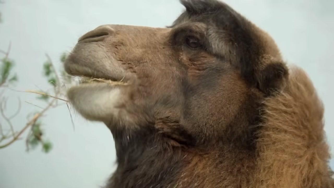 Cuộc sống du mục truyền thống với những chiếc lều tròn (ger) giữa miền cát đá.