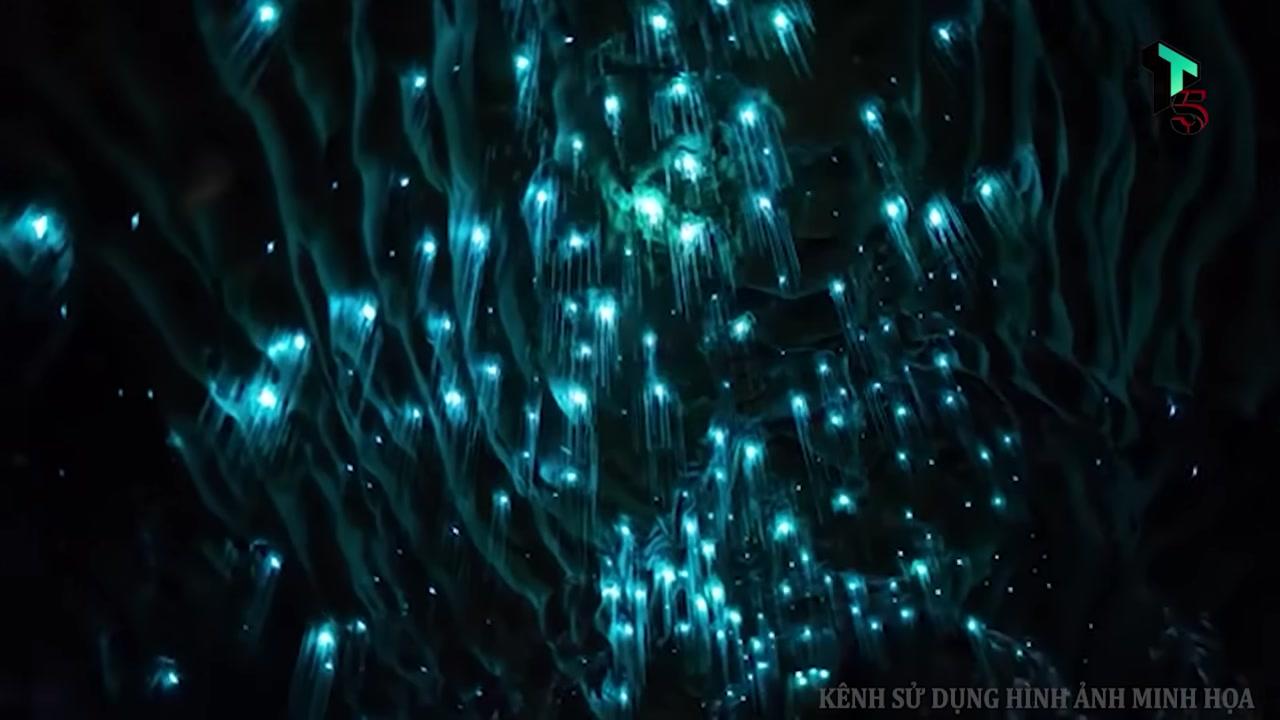 Hàng nghìn con đom đóm phát sáng tạo nên một bầu trời sao lấp lánh, huyền ảo trên trần hang động đá vôi.