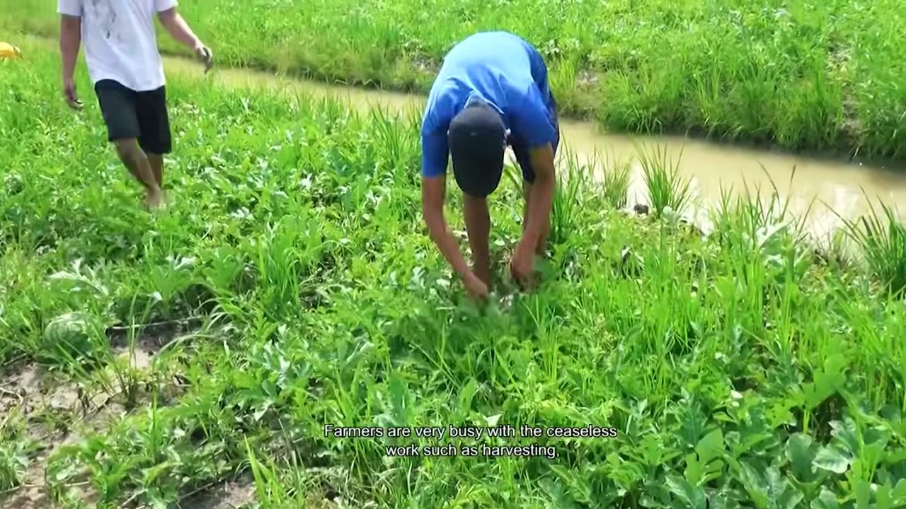 Những trái dưa hương xanh mướt, căng bóng được thu hoạch từ ruộng.