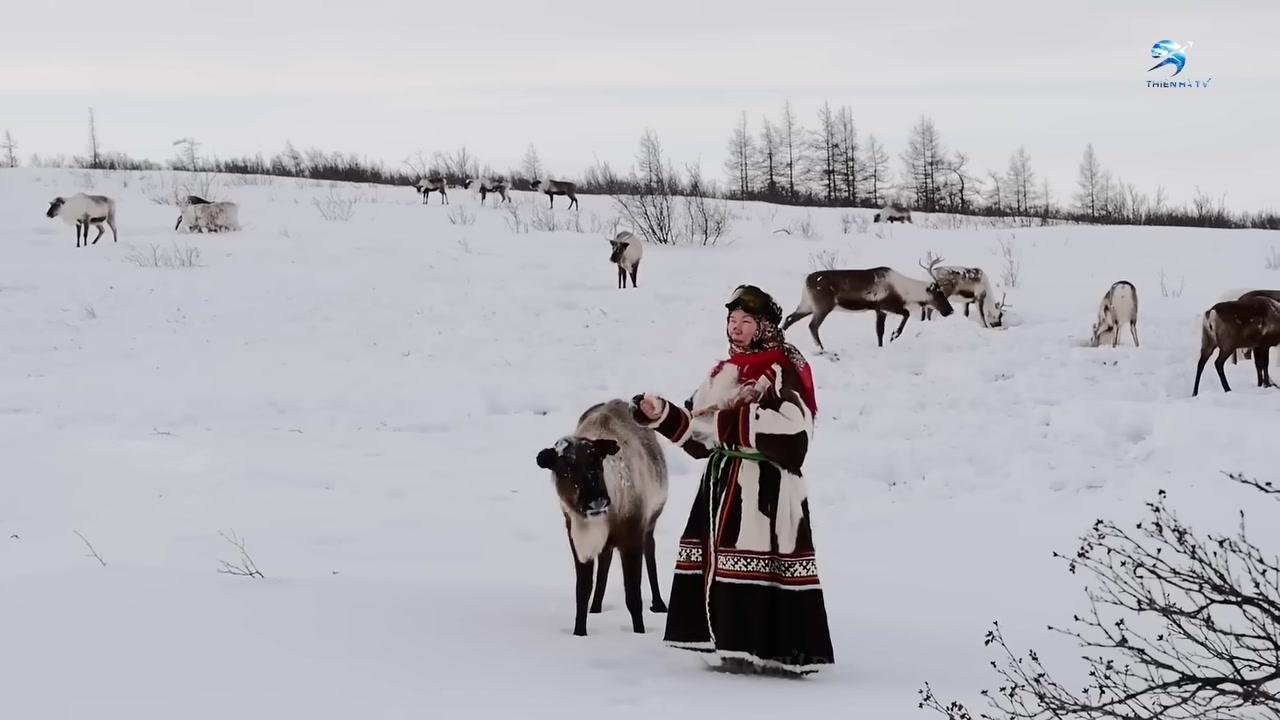 Người Nenets và đàn tuần lộc di chuyển trên đồng bằng tuyết trắng mênh mông của Siberia.