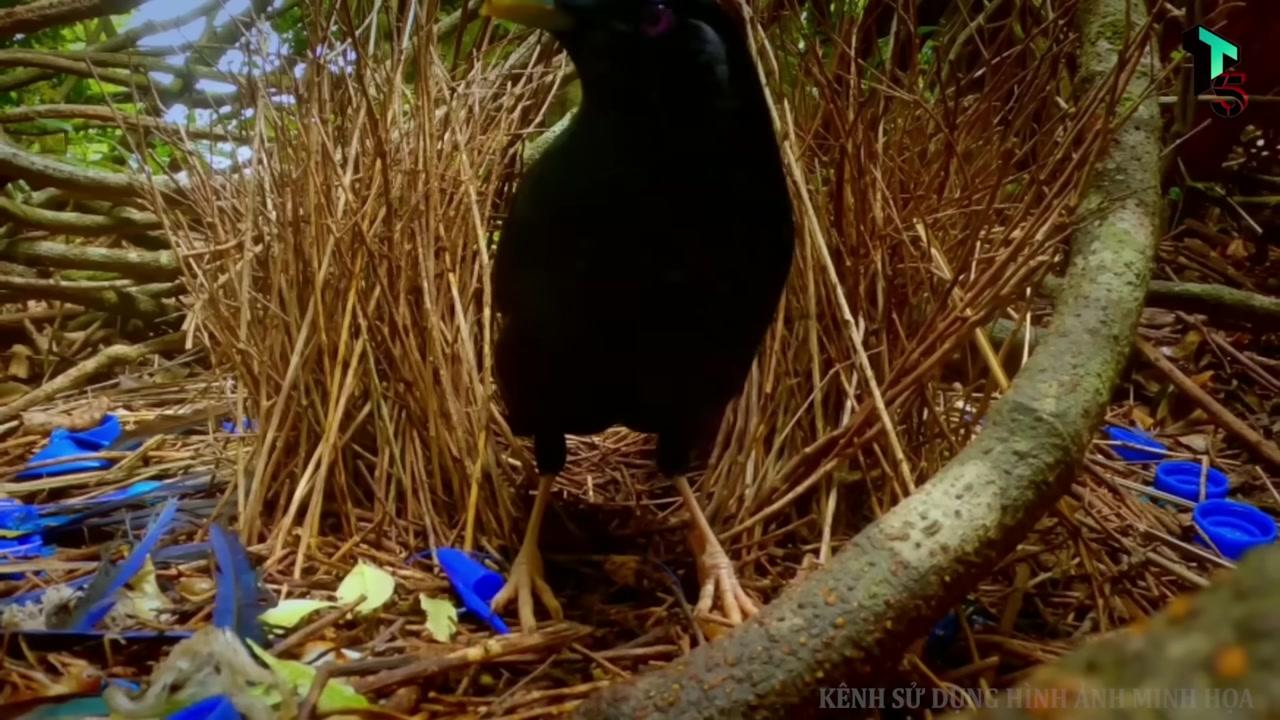 Hình ảnh tổ trang trí công phu của chim sẻ bowerbird với các vật phẩm sắp xếp đối xứng và đầy màu sắc.