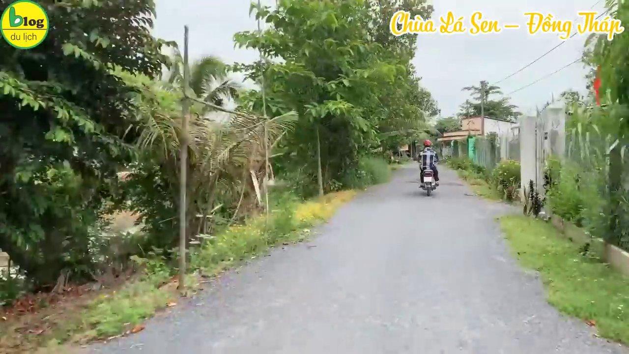 Những chiếc lá sen khổng lồ có thể chịu được sức nặng của một người tại Chùa Lá Xanh.