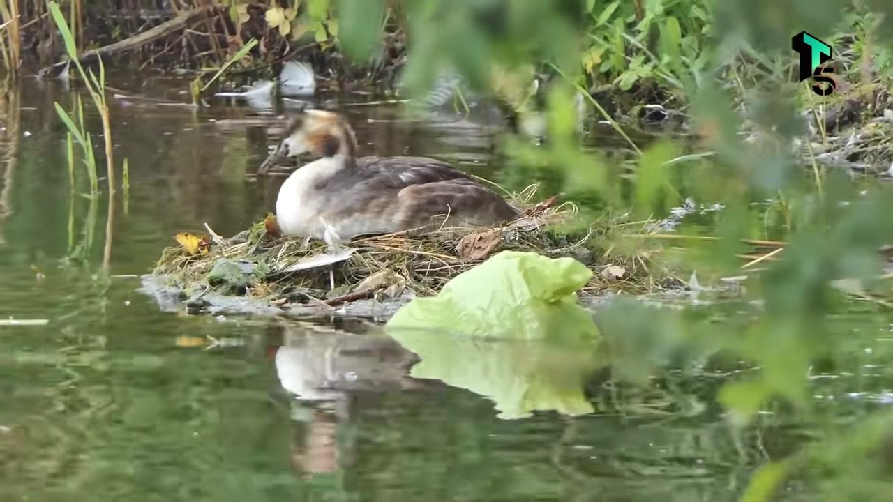 Tổ bè nổi của chim lặn mào lớn được làm từ thực vật thủy sinh, trôi nổi an toàn trên mặt hồ.