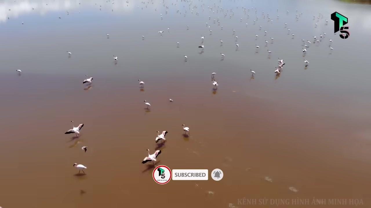 Cảnh tượng những cây keo khô héo, gãy đổ trên nền đất cát trắng tạo nên một khung cảnh siêu thực và đáng sợ.