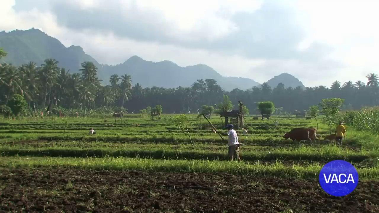 Cánh đồng bậc thang xanh mướt ở Bali, một kiệt tác do bàn tay con người tạo nên giữa thiên nhiên.