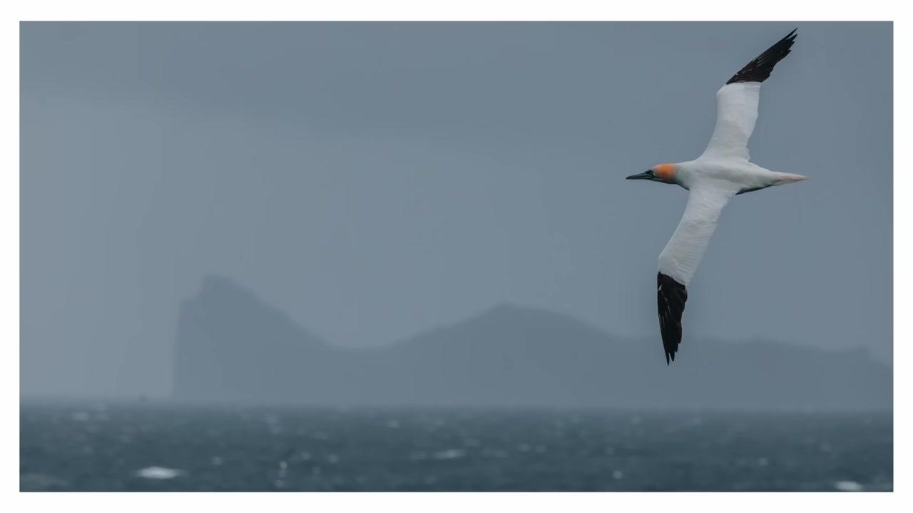 Dải cực quang xanh tím tuyệt đẹp uốn lượn trên bầu trời đêm phía trên con tàu Ocean Explorer.